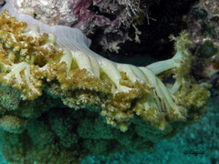 Phyllodiscus semoni
