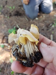 Helvella crispa