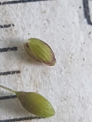 Dichanthelium spretum
