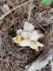 Helvella crispa