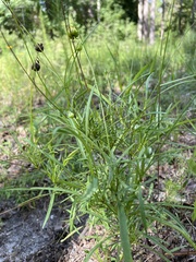 Coreopsis verticillata