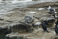 Phoca vitulina richardii