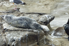Phoca vitulina richardii