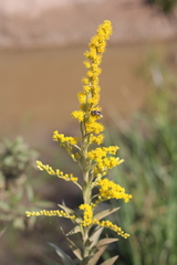 Solidago chilensis