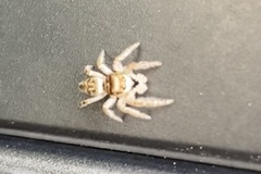Eris militaris