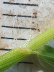 Dichanthelium spretum