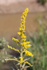 Solidago chilensis