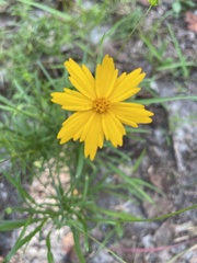 Coreopsis verticillata