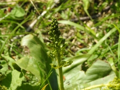 Neottia ovata