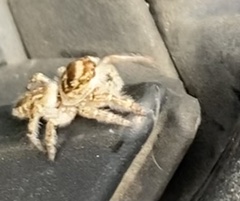 Eris militaris