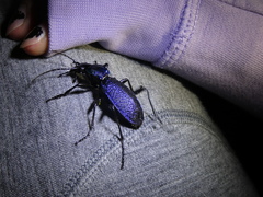 Carabus caelatus