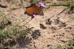 Danaus erippus
