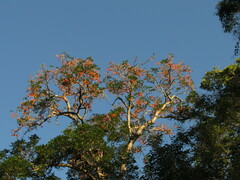 Erythrina falcata