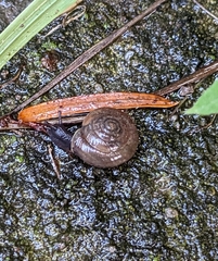 Oxychilus draparnaudi