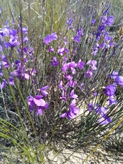 Heliophila juncea