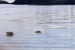 Phocoena phocoena phocoena
