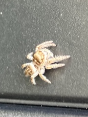 Eris militaris