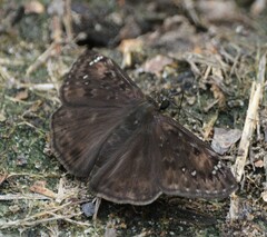 Erynnis horatius