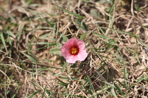 Sida anomala (Sida anomala)