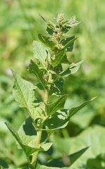 Blitum bonus-henricus