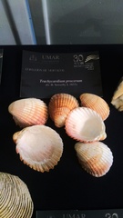 Trachycardium procerum