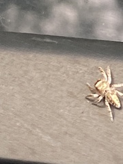 Eris militaris