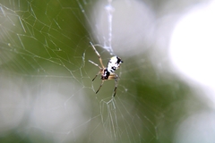 Micrathena mitrata