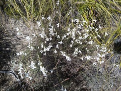 Heliophila juncea