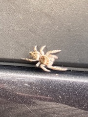 Eris militaris