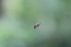 Micrathena mitrata