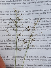 Dichanthelium spretum
