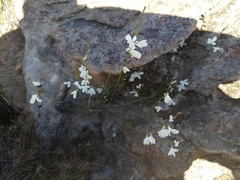 Heliophila juncea