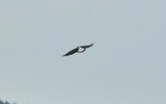 Geranoaetus albicaudatus