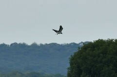 Geranoaetus albicaudatus