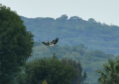 Geranoaetus albicaudatus
