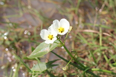 Sagittaria montevidensis