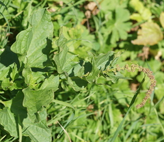 Blitum bonus-henricus