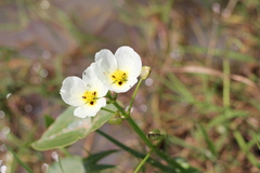 Sagittaria montevidensis