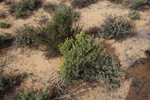 Image of Traap Babooncabbage by (c) Tony Rebelo, some rights reserved (CC BY-SA)