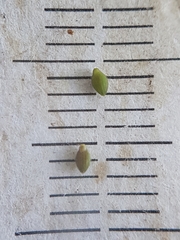 Dichanthelium spretum