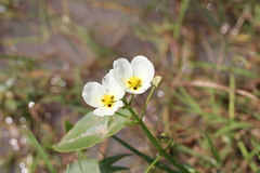 Sagittaria montevidensis