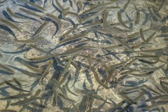 Actinopterygii