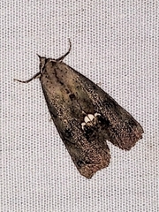 Hypsoropha hormos