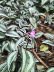 Tradescantia zebrina