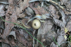 Psilocybe