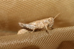 Pezotettix giornae