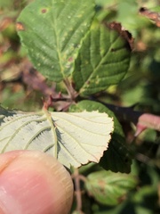 Rubus ulmifolius