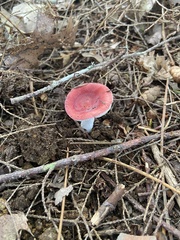 Russula