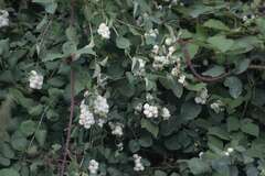 Symphoricarpos