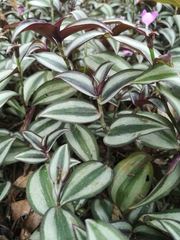 Tradescantia zebrina